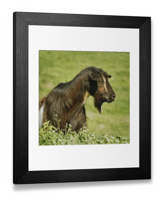 Framed Print : Portrait of a black billy goat without horns Bulgaria Framed Print : Portrait of a black billy goat without horns Bulgaria