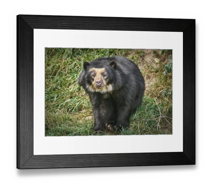 Framed Print : Asian Black Bear (Ursus Thibetanus)