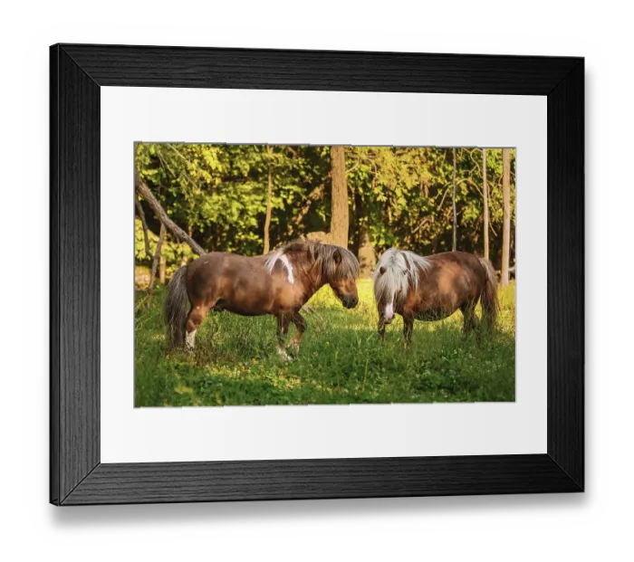 Framed Print : Two ponies on the pasture near forest Devnja
