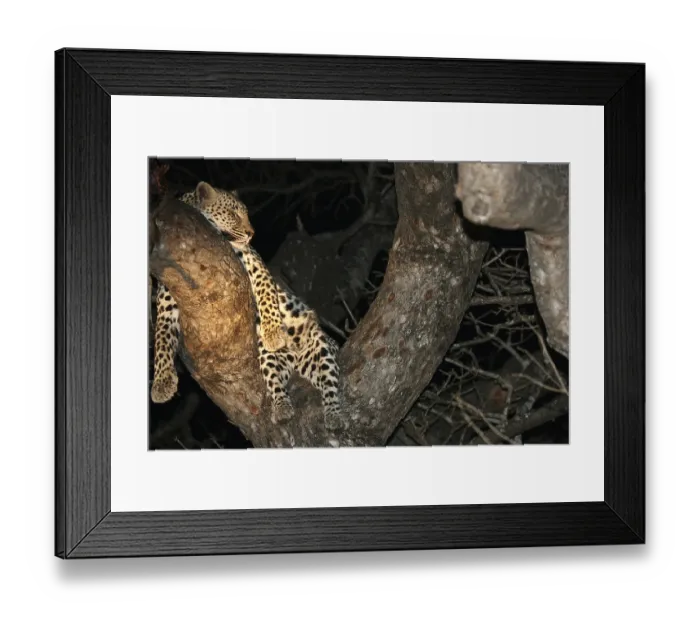Framed Print : Leopard, Sabi Sands, Kruger National Park Framed Print : Leopard, Sabi Sands, Kruger National Park