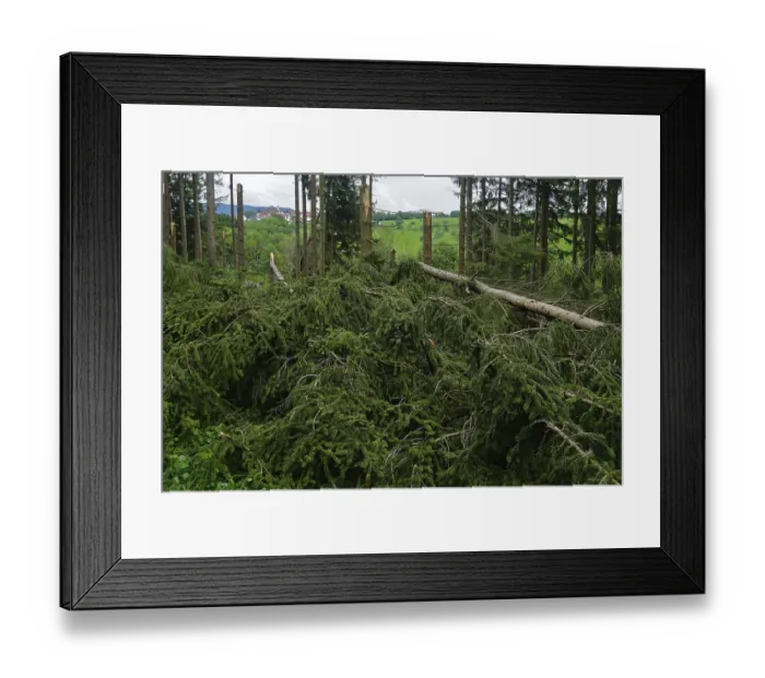Framed Print : Storm damage in coniferous forests