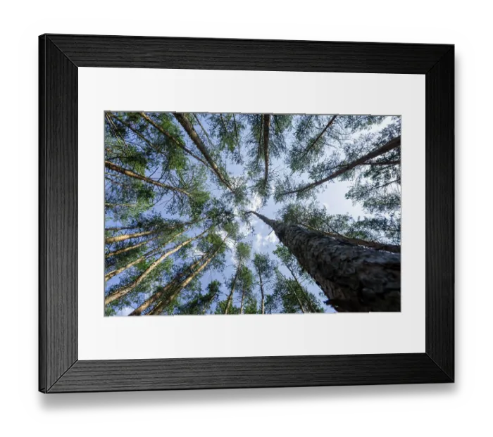 Framed Print : Bottom view of tall pine trees in the forest against the sky and clouds nature background Framed Print : Bottom view of tall pine trees in the forest against the sky and clouds nature background