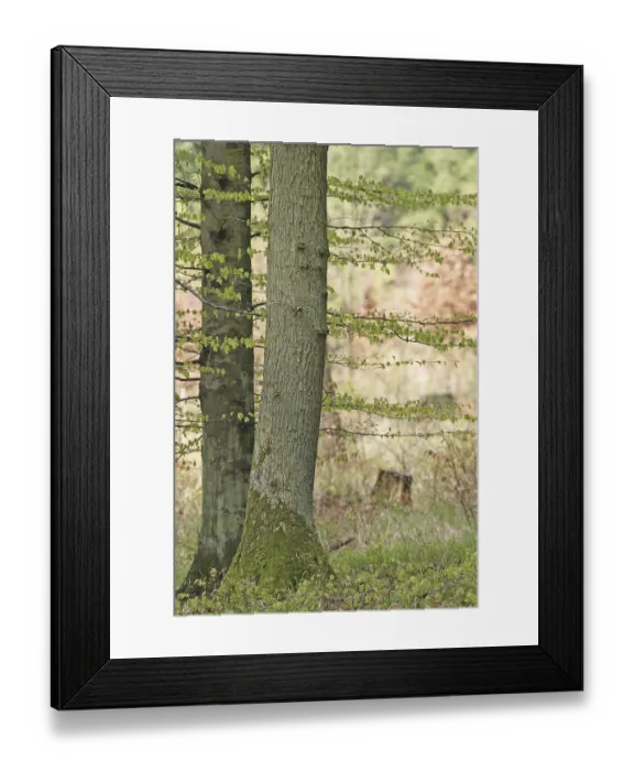 Framed Print : Beech (Fagus silvatica) and oak (Quercus robur) in early spring