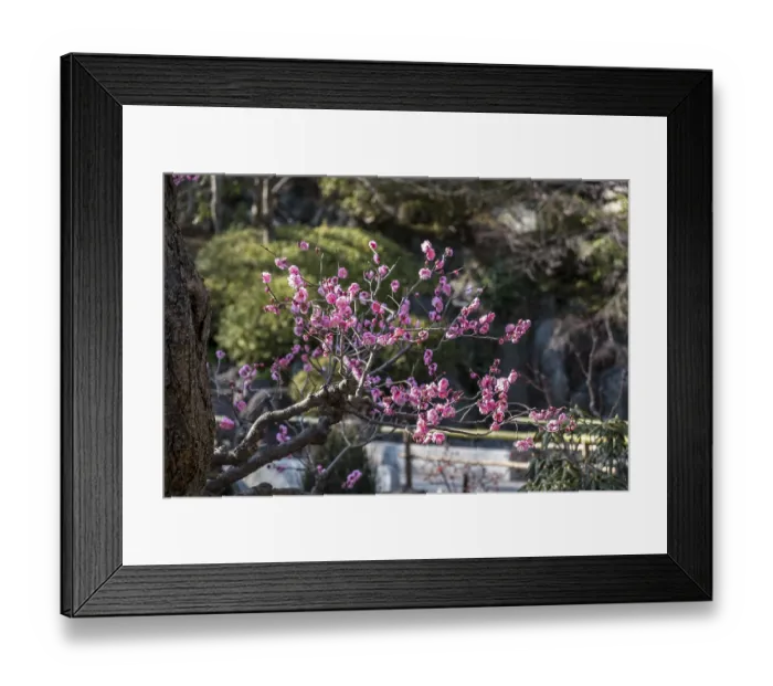 Framed Print : Flowering plum tree in a Japanese garden Framed Print : Flowering plum tree in a Japanese garden