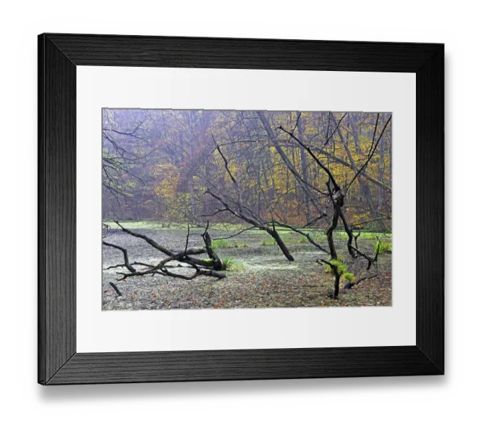 Framed Print : Autumn-coloured beech tree (Fagus) and dead wood in the swamp in the early morning Framed Print : Autumn-coloured beech tree (Fagus) and dead wood in the swamp in the early morning
