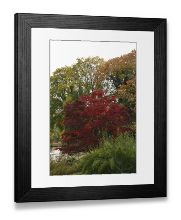 Framed Print : Autumnal maple tree