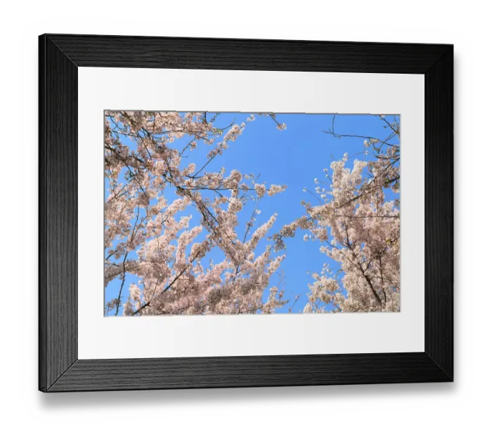 Framed Print : Pink cherry blossom against blue sky