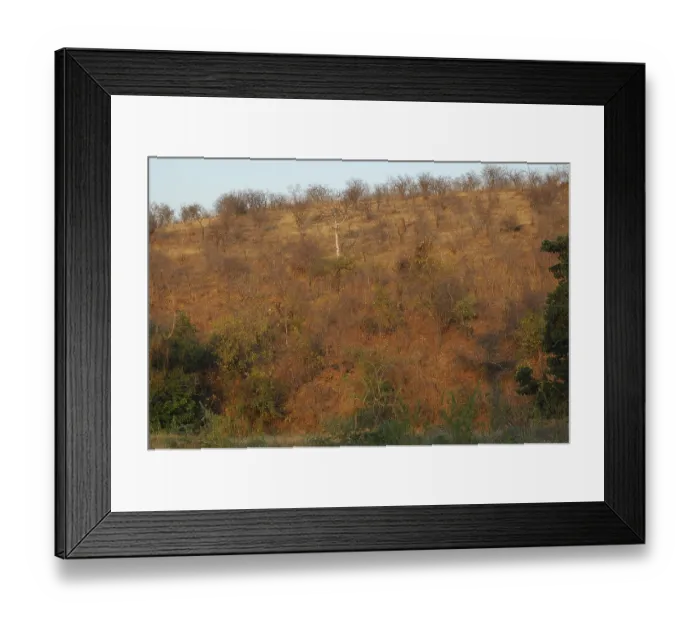 Framed Print : Dry deciduous forest in Malawi