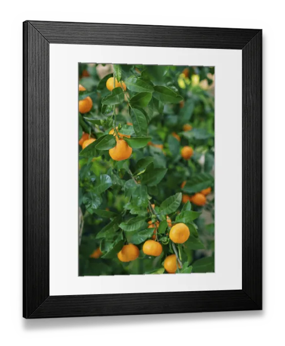 Framed Print : Orange mandarin on the tree. Ripe tangerine