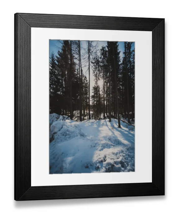 Framed Print : Sun in winter forest shines between the trees Framed Print : Sun in winter forest shines between the trees
