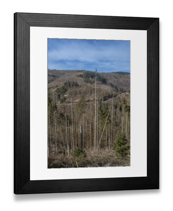 Framed Print : Partially dead trees, spruces, on the Huthberg in the Harz Mountains