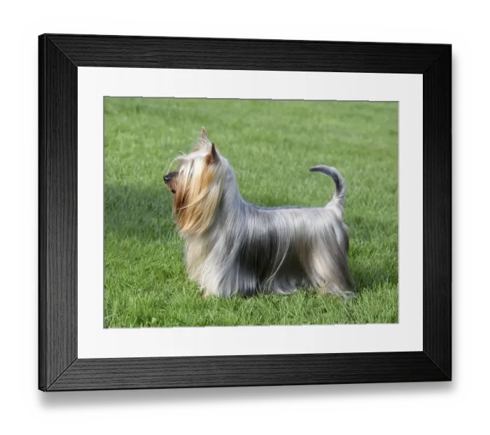 Framed Print : Typical Australian Silky Terrier in the spring garden