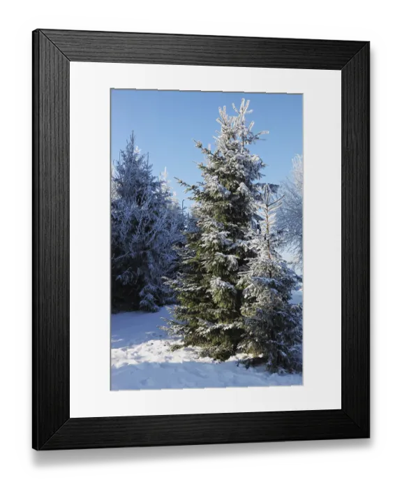 Framed Print : A lovely sunny Christmas Day. Snow-covered glade in winter forest