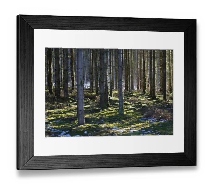 Framed Print : A dense forest with tall trees