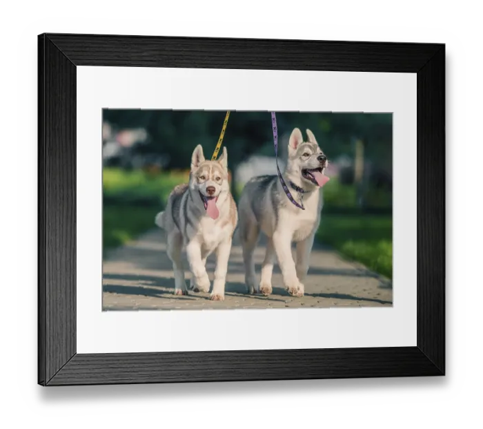 Framed Print : Two joyful Siberian husky puppies on colored leashes walk in the park in summer Framed Print : Two joyful Siberian husky puppies on colored leashes walk in the park in summer