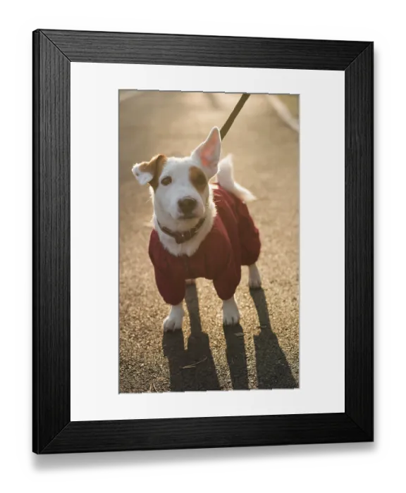 Framed Print : Portrait of cute Jack Russell dog in suit walking in autumn park copy space and empty place for text