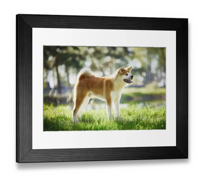 Framed Print : Akita Inu dog on a walk in the park