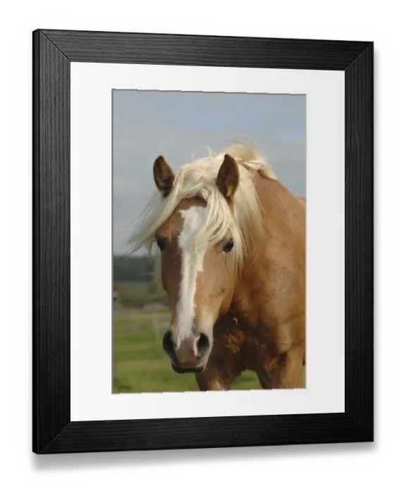 Framed Print : Haflings in portrait with wind in their hair
