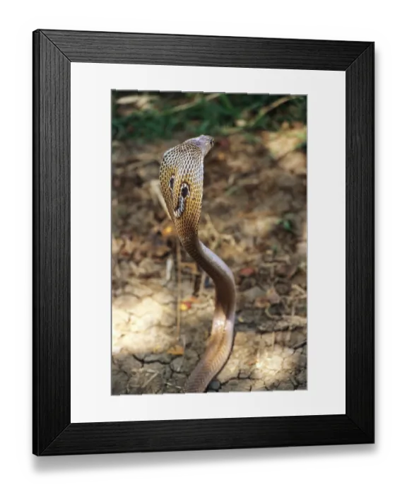 Framed Print : Reptiles, King Cobra (Naja Naja) with hood open