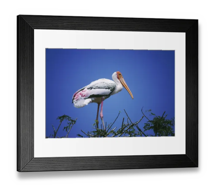 Framed Print : Birds, Painted Stork Ibis leucocephalus, India
