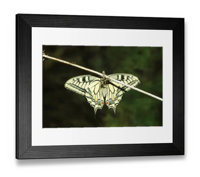 Framed Print : Insects, Butterfly, Indian Himalayan