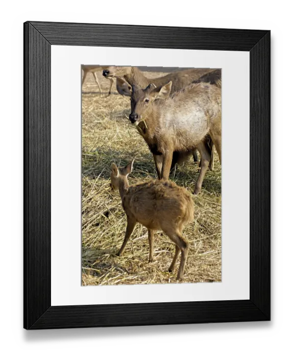 Framed Print : Thee Deer grazing grass Safari world Bangkok