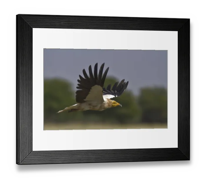 Framed Print : Egyptian Vulture at Rajasthan India Framed Print : Egyptian Vulture at Rajasthan India