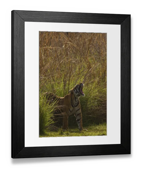 Framed Print : Bengal Tiger in Ranthambhore national park