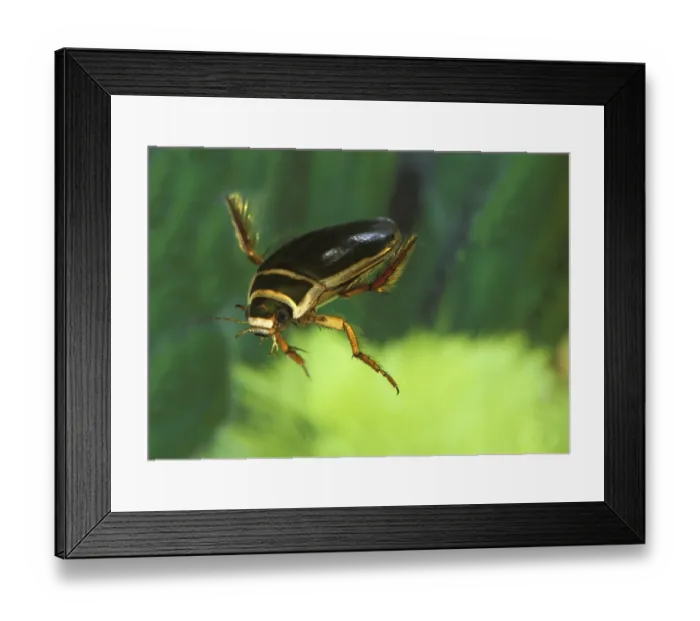 Framed Print : Great diving beetle (dytiscus marginalis) Framed Print : Great diving beetle (dytiscus marginalis)