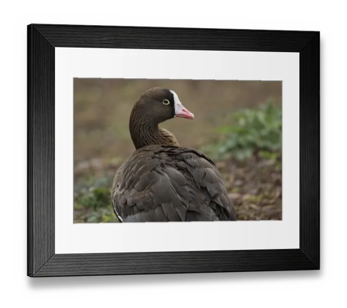 Framed Print : Lesser White-fronted Goose (Anser erythropus)