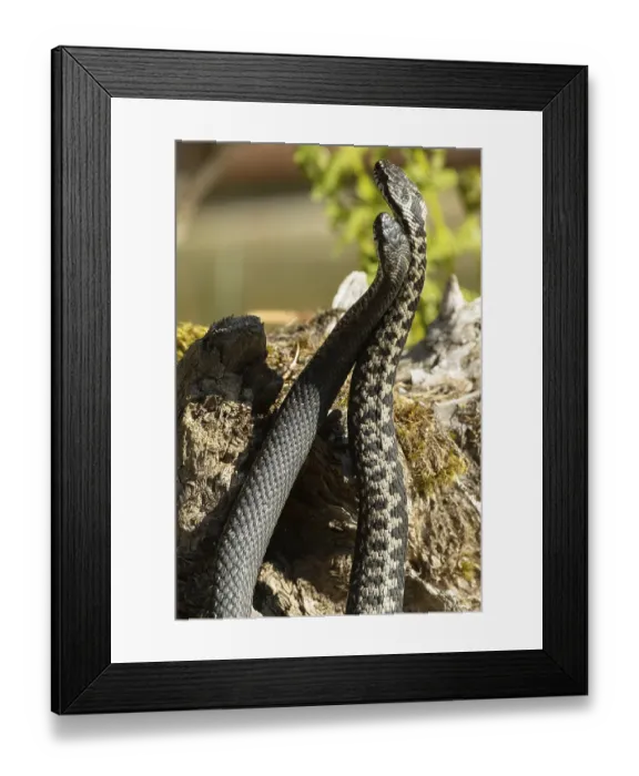 Framed Print : Adder (Vipera berus)