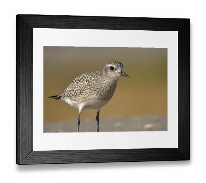 Framed Print : Little Ringed Plover (Pluvialis quatarola)