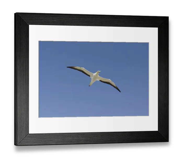 Framed Print : Australian gannet (Morus serrator) Framed Print : Australian gannet (Morus serrator)