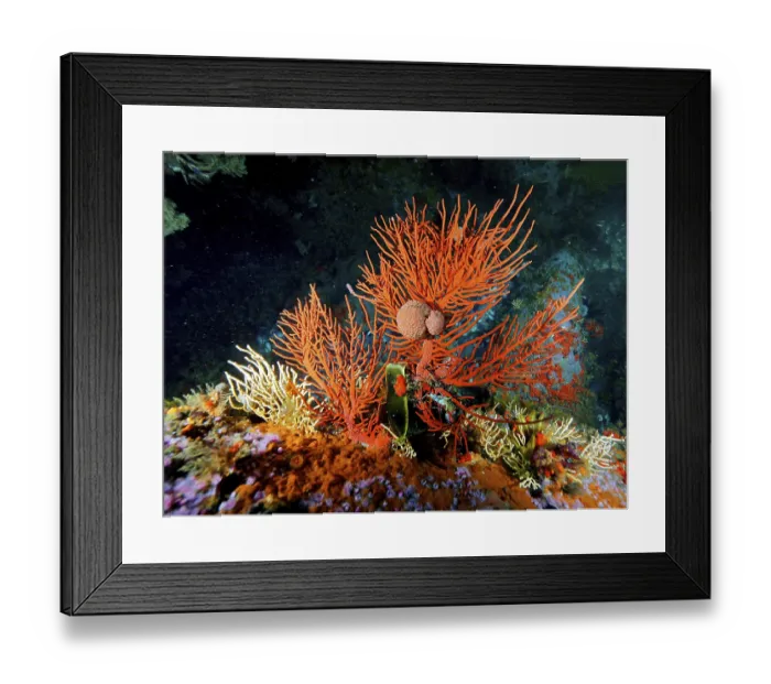 Framed Print : Palmate sea fan (Leptogorgia palma)