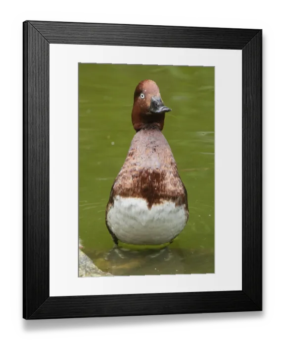Framed Print : Ferruginous Duck (Aythya nyroca) Framed Print : Ferruginous Duck (Aythya nyroca)