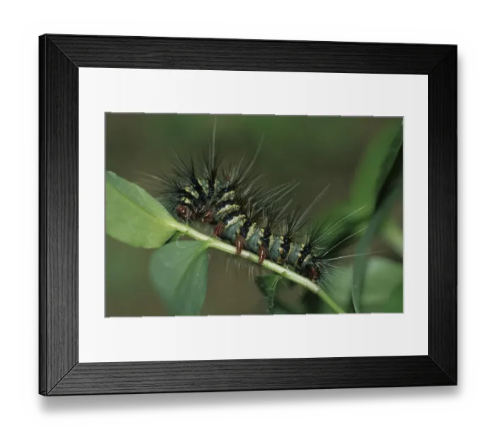 Framed Print : Tropical caterpillar (Lepidoptera) Framed Print : Tropical caterpillar (Lepidoptera)