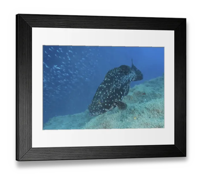 Framed Print : Dusky Grouper (Epinephelus marginatus Mycteroperca marginatus) Framed Print : Dusky Grouper (Epinephelus marginatus Mycteroperca marginatus)