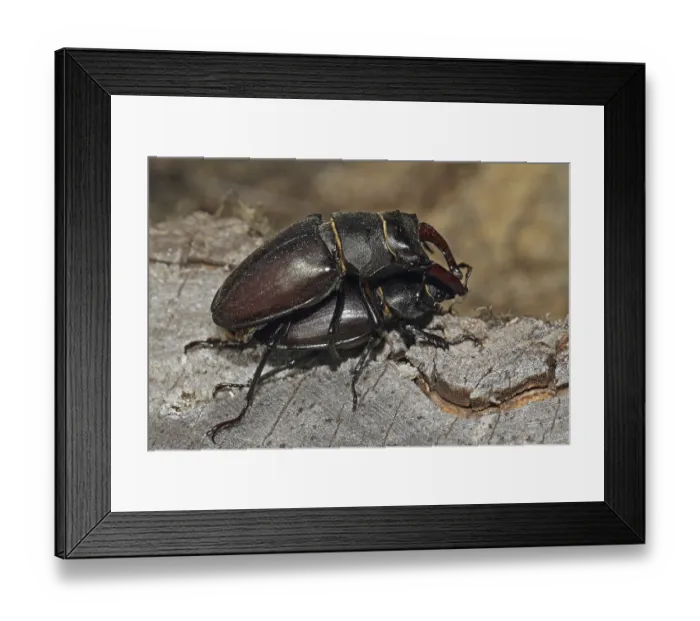 Framed Print : Stag beetle (Lucanus cervus)