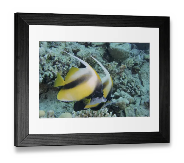 Framed Print : Red Sea bannerfish (Heniochus intermedius) Framed Print : Red Sea bannerfish (Heniochus intermedius)