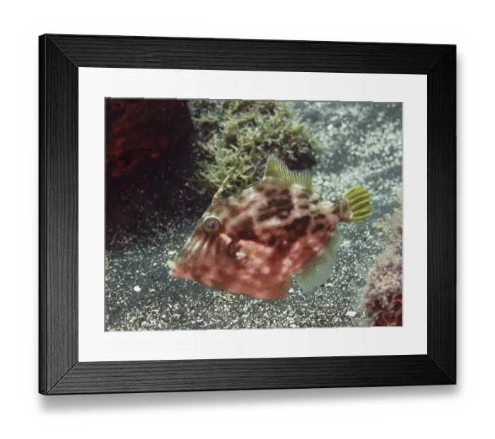 Framed Print : Brown filefish (Stephanolepis hispidus)