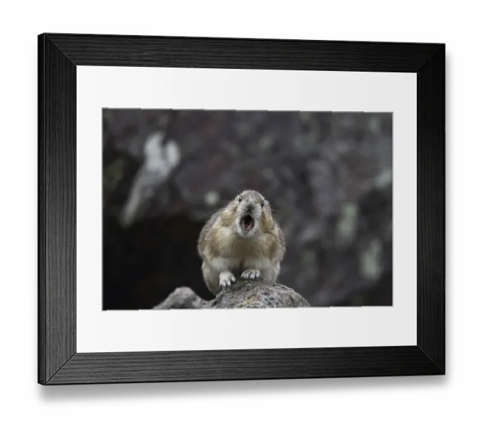 Framed Print : Whistling hare (Ochotona princeps) Framed Print : Whistling hare (Ochotona princeps)