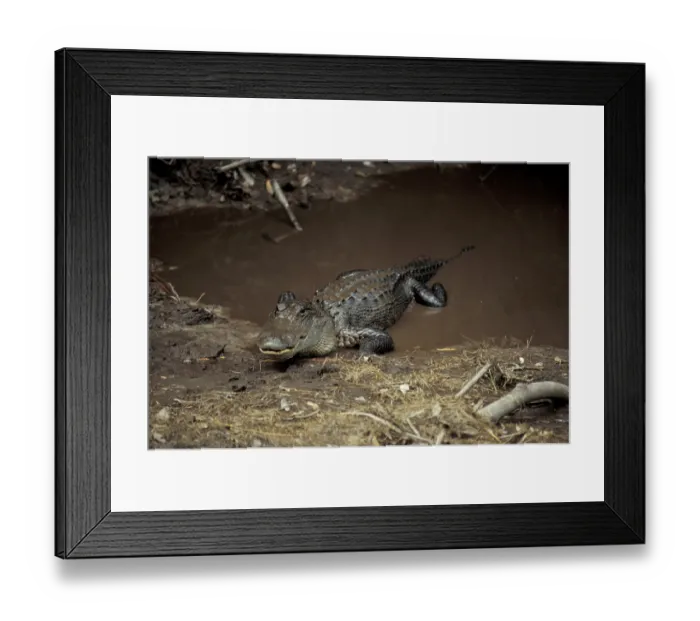 Framed Print : Alligator (Alligator mississippiensis)