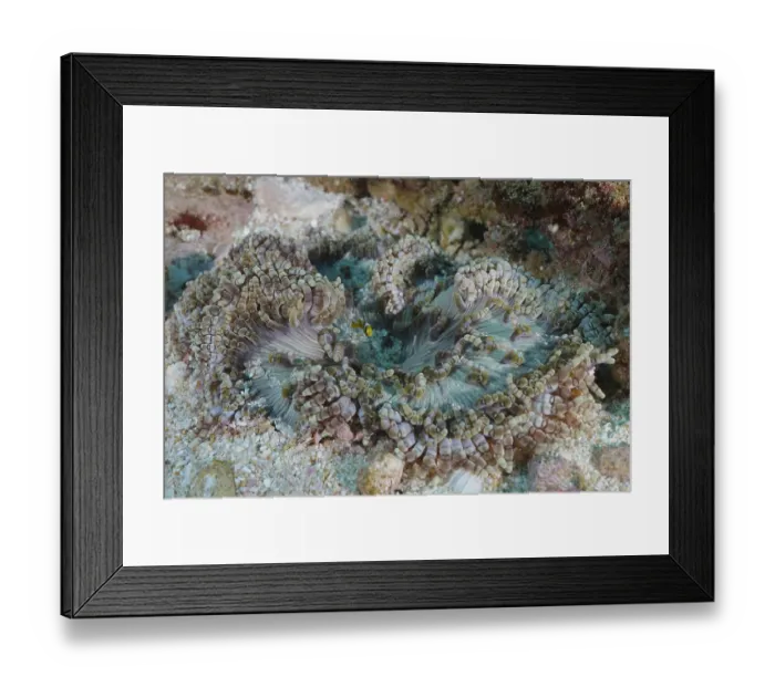 Framed Print : Glass bead anemone (Heteractis aurora)