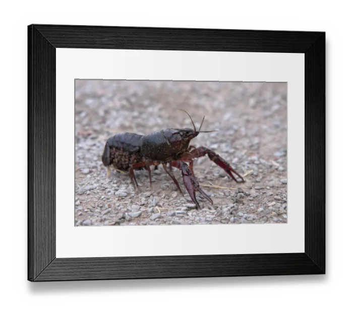 Framed Print : American red swamp crayfish (Procambarus clarkii)