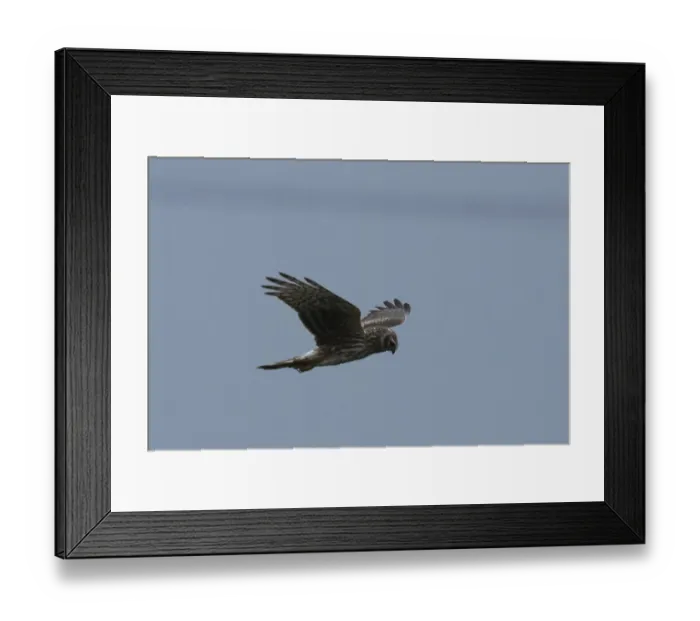 Framed Print : Hen harrier (Circus cyaneus) Framed Print : Hen harrier (Circus cyaneus)