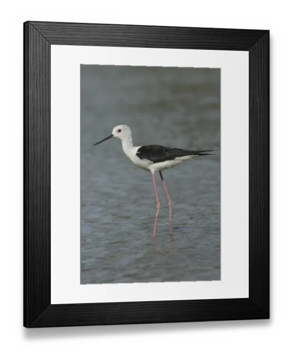 Framed Print : Black-winged Stilt (Himantopus himantopus)