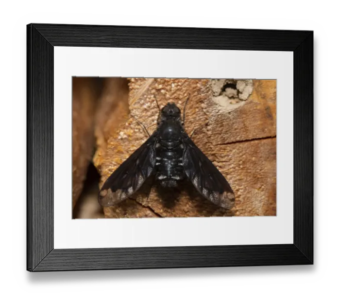 Framed Print : Mourning Weaver (Hemipenthes morio)