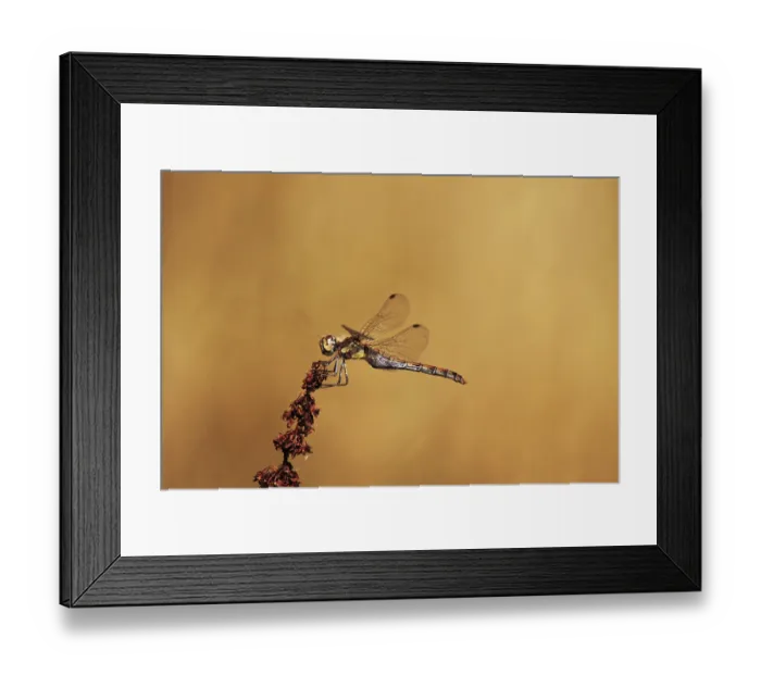 Framed Print : Darter dragonfly (Sympetrum) Framed Print : Darter dragonfly (Sympetrum)