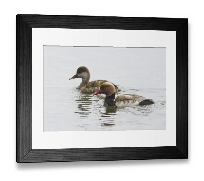 Framed Print : Red-crested pochard (Netta rufina)