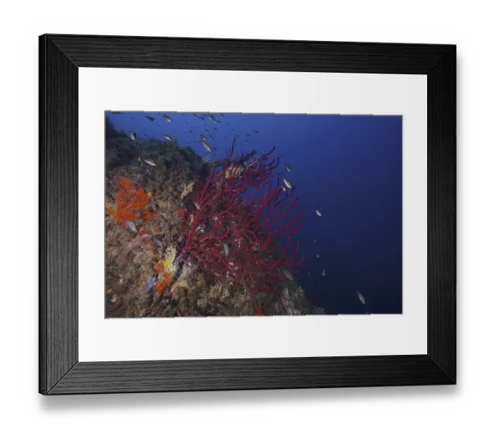 Framed Print : Violescent sea-whip (Paramuricea clavata)